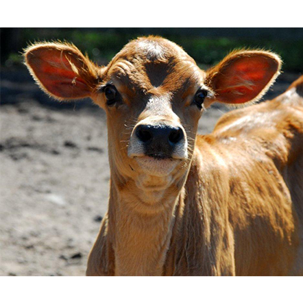 Calf
