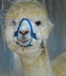 alpacablueeye