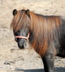 miniaturehorse