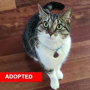 Chip adopted 300
