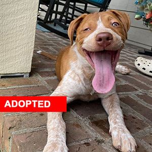 Opal Adopted 300