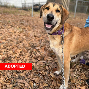 Stevie Nicks Adopted 300